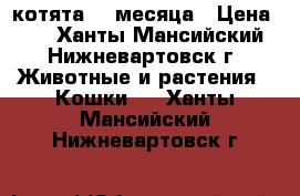  котята, 3 месяца › Цена ­ 5 - Ханты-Мансийский, Нижневартовск г. Животные и растения » Кошки   . Ханты-Мансийский,Нижневартовск г.